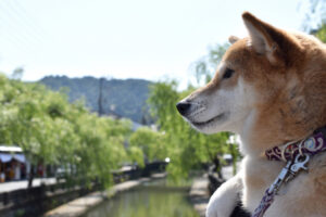 犬と泊まれる宿。ペットと一緒に気軽に温泉を楽しむ時代到来
